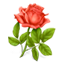 Search Make Some Plans for Florists